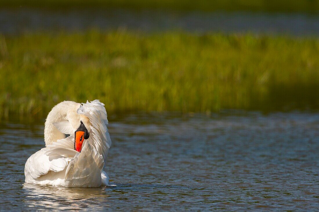 Frankreich, Somme, Somme-Bucht, Naturschutzgebiet der Somme-Bucht, Ornithologischer Park Marquenterre, Höckerschwan (Cygnus olor) beim Baden (Toilette)