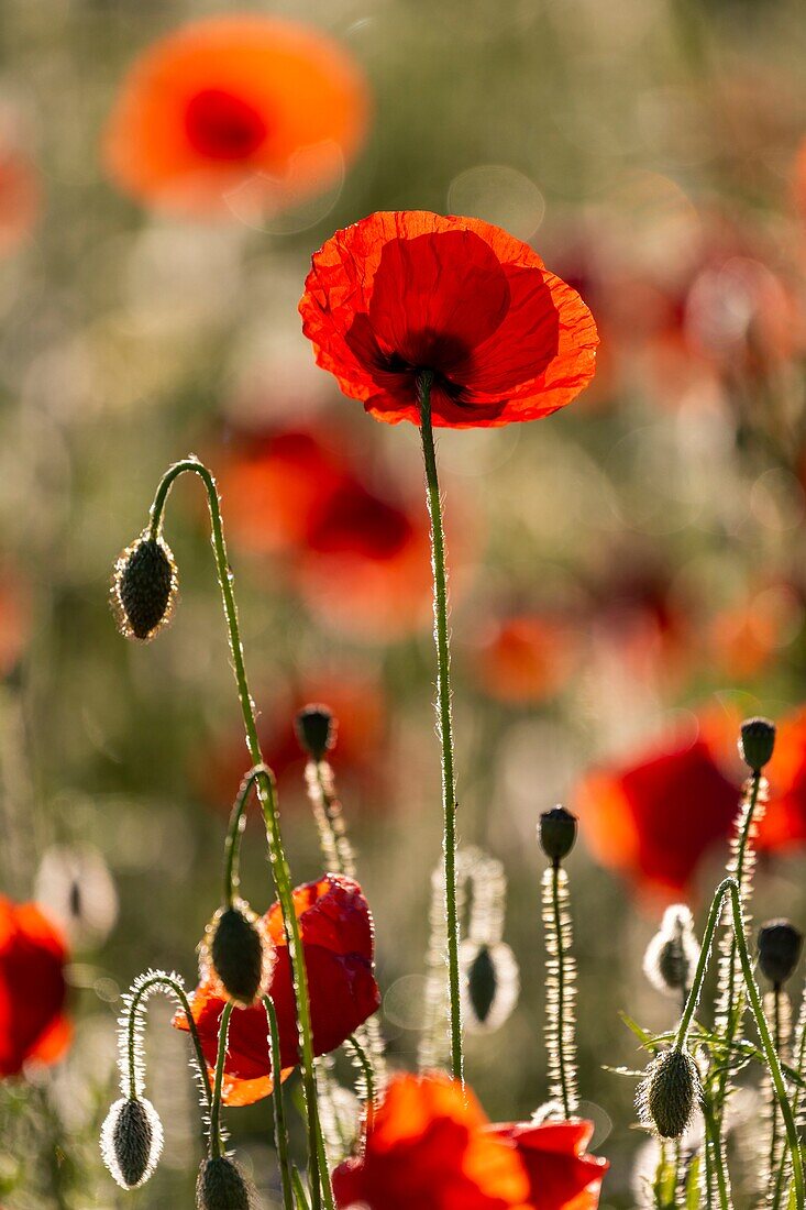 France, Somme, Bay of the Somme, Noyelles-sur-mer, Field of poppies in the Bay of Somme