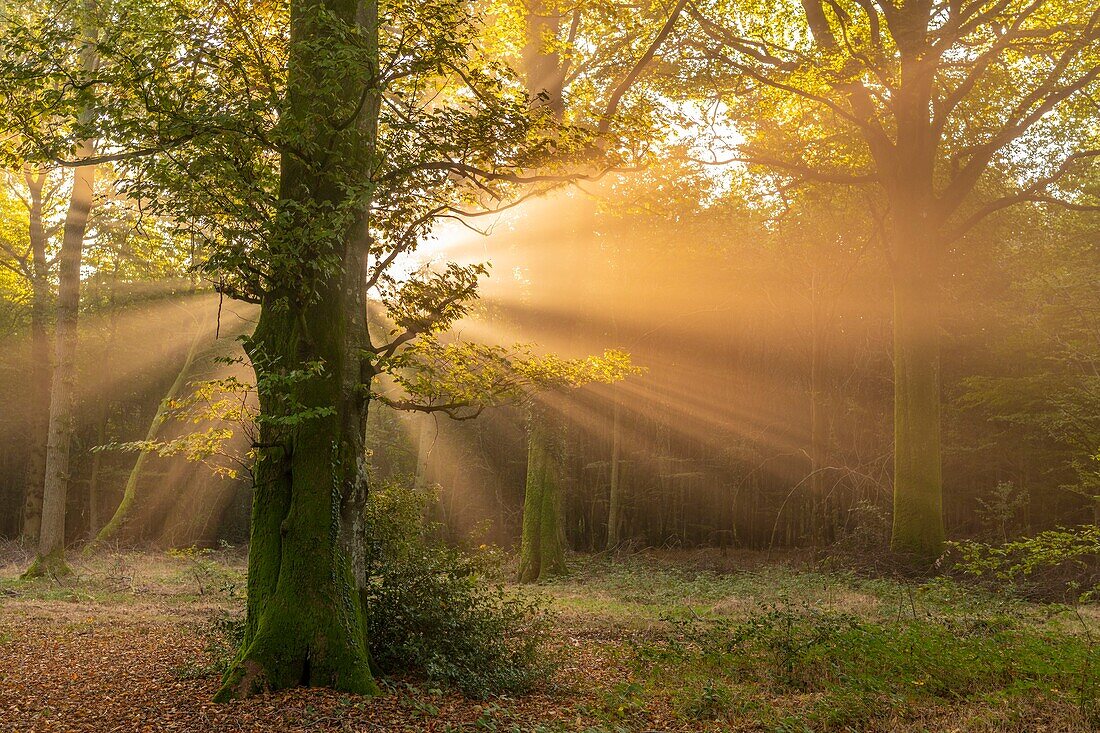 France, Somme, Crécy Forest, Crécy-en-Ponthieu, The Crécy Forest and its beeches famous for the quality of their wood (The Crécy white beech), in early autumn, while the sun rays pierce the mist