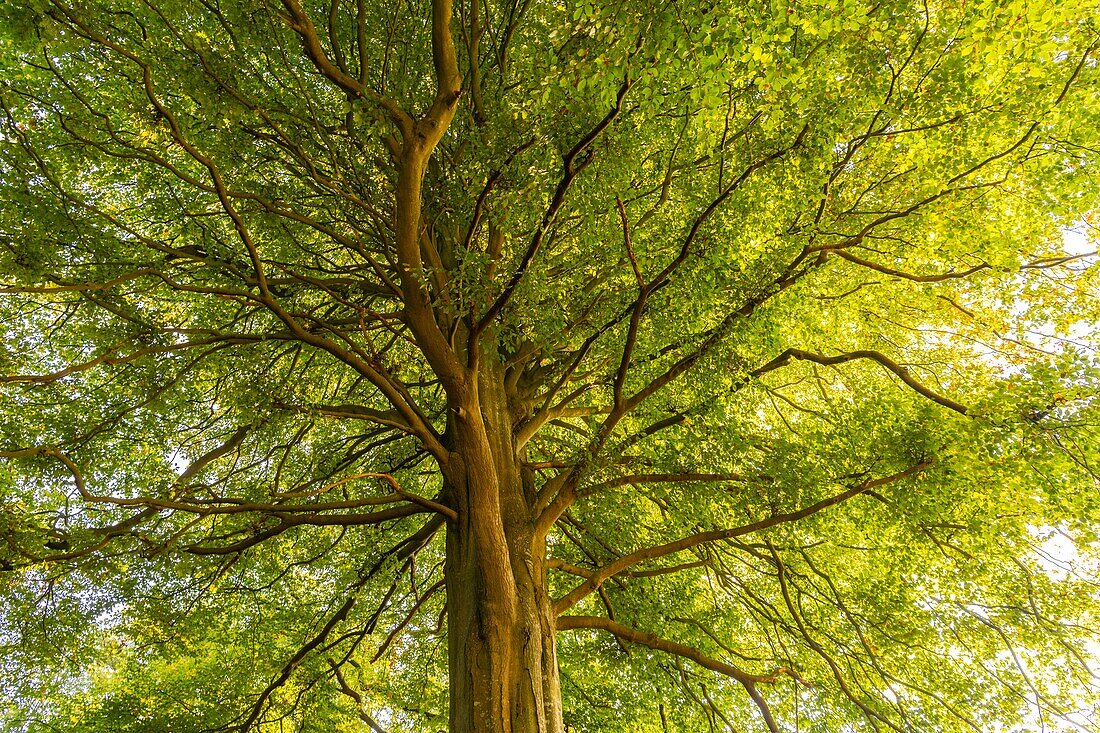 France, Somme, Crécy forest, Crécy-en-Ponthieu, Remarkable tree in Crécy forest - Beech - The beautiful to see