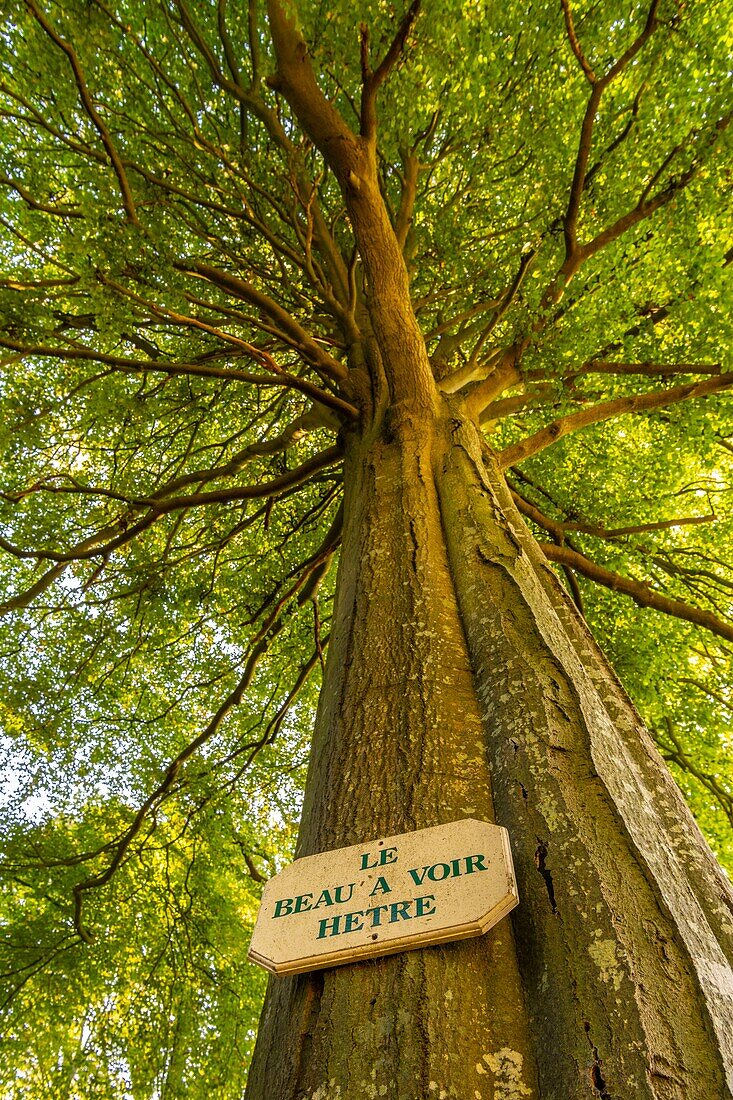 France, Somme, Crécy forest, Crécy-en-Ponthieu, Remarkable tree in Crécy forest - Beech - The beautiful to see