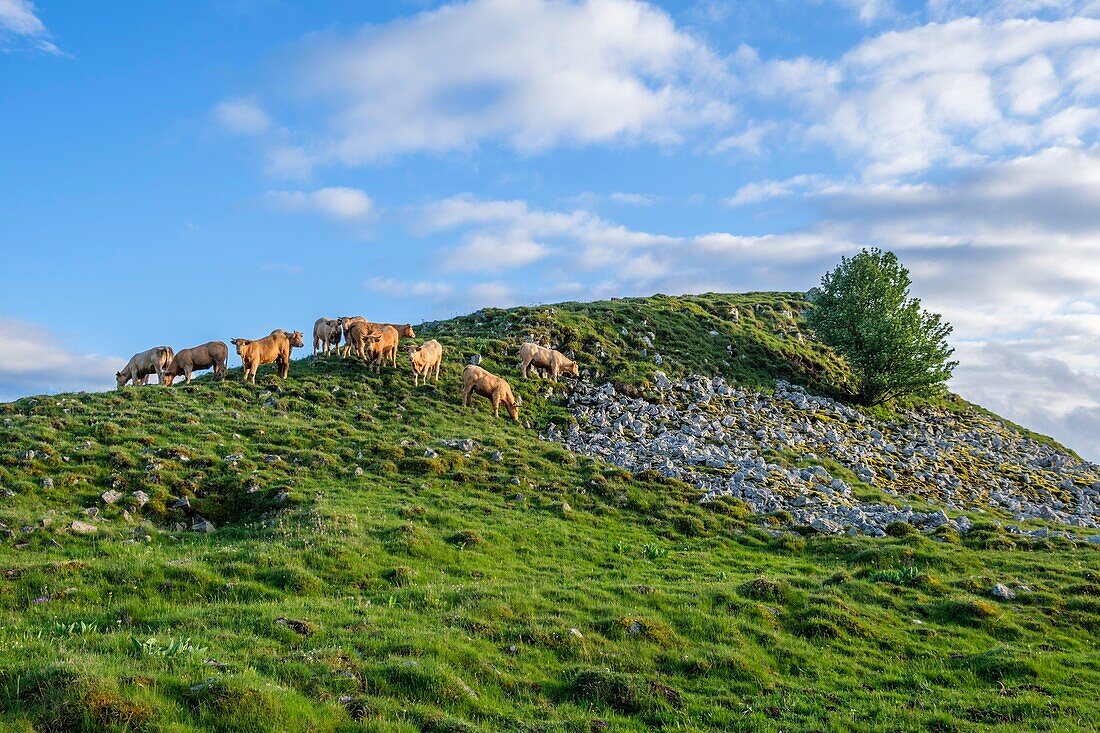 Frankreich, Cantal, Regionaler Naturpark der Vulkane der Auvergne, Kuhherde, Hochebene von Cezallier bei Segur les Villas