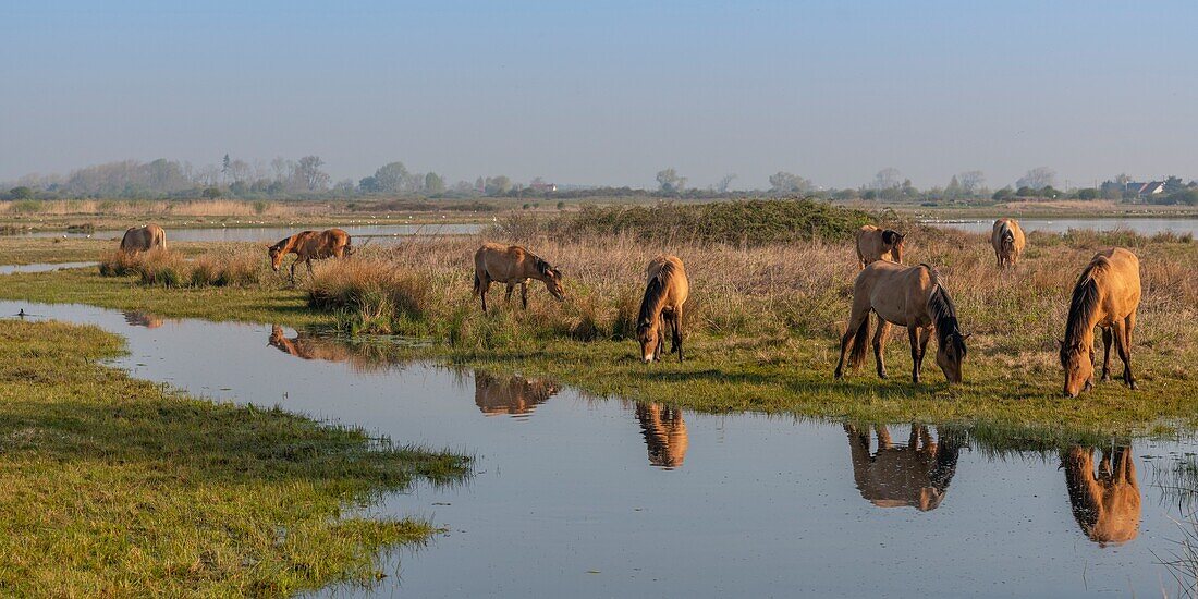 France, Somme, Baie de Somme, Le Crotoy, Henson horses in the Crotoy marsh in the Baie de Somme, this rustic and well adapted horse race was created by the breeders of the Baie de Somme