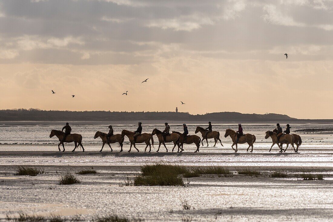 France, Somme, Baie de Somme, Natural Reserve of the Baie de Somme, riders in the Baie de Somme on Henson horses, The Henson breed was created in Baie de Somme for the walk