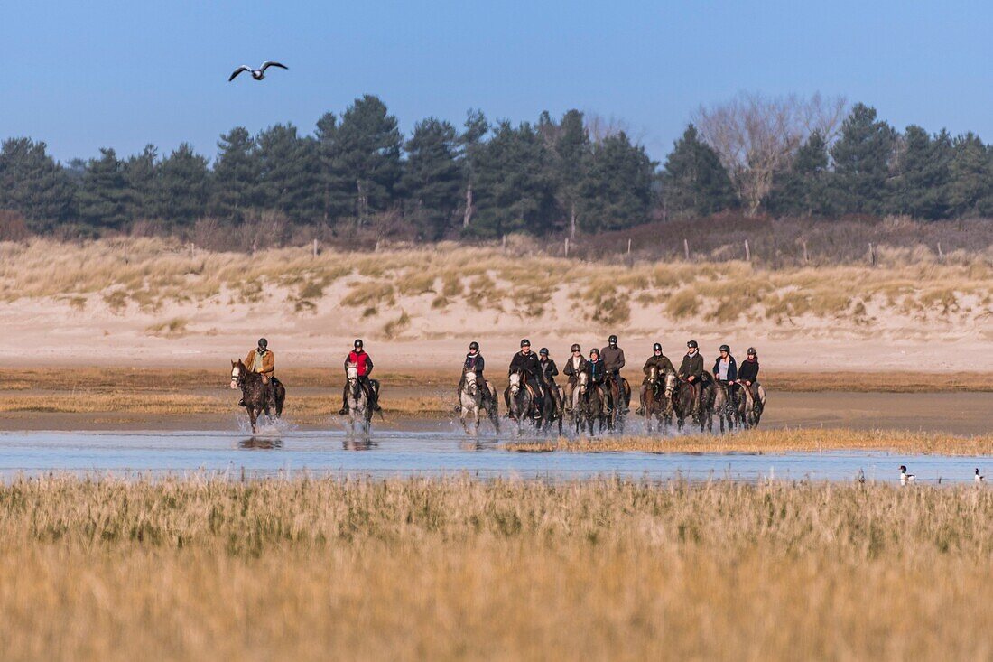 France, Somme, Baie de Somme, Natural Reserve of the Baie de Somme, riders in the Baie de Somme