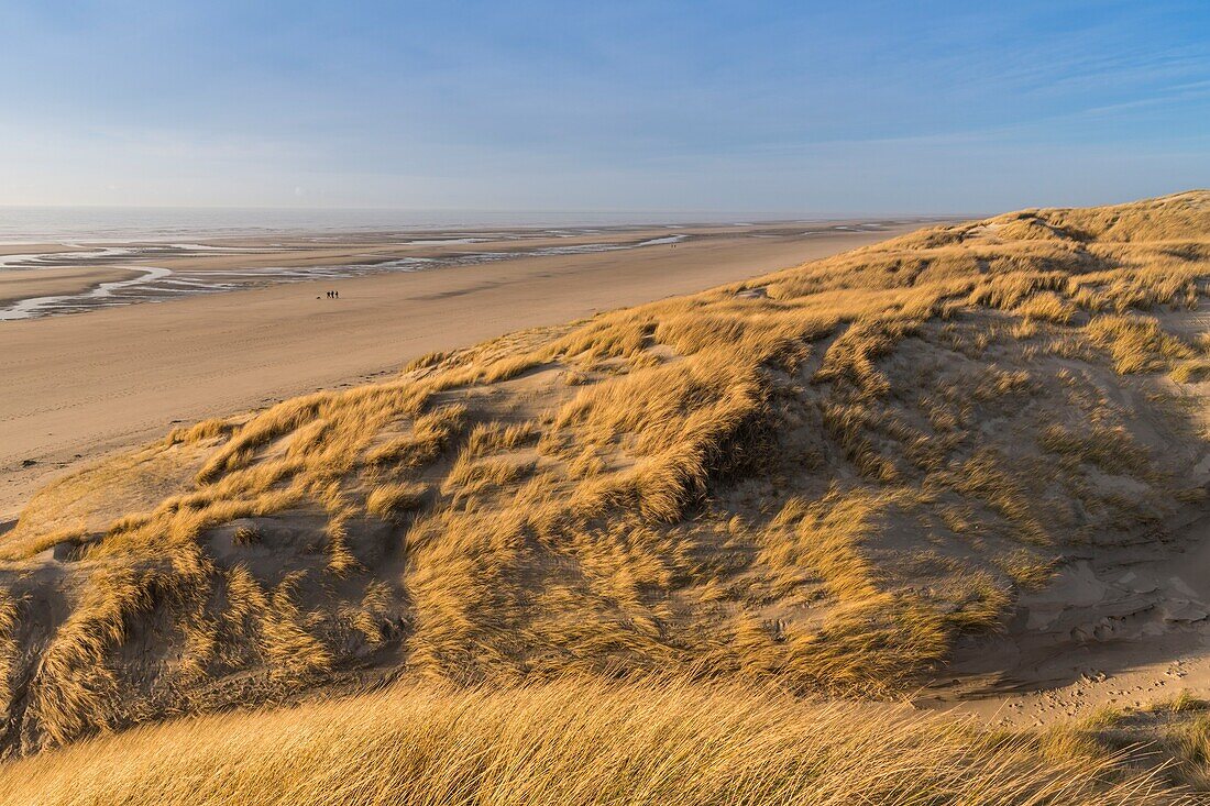 Frankreich, Somme, Picardie-Küste, Fort-Mahon, die Dünen von Marquenterre, zwischen Fort-Mahon und der Bucht von Authie, die weißen Dünen, die zur Stabilisierung mit Schilf bedeckt sind