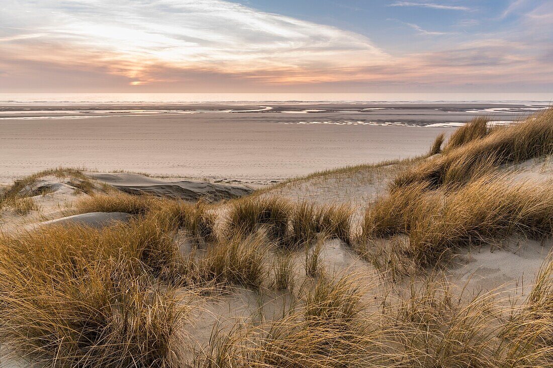 Frankreich, Somme, Picardie-Küste, Fort-Mahon, die Dünen von Marquenterre, zwischen Fort-Mahon und der Bucht von Authie, die weißen Dünen, die zur Stabilisierung mit Schilf bedeckt sind