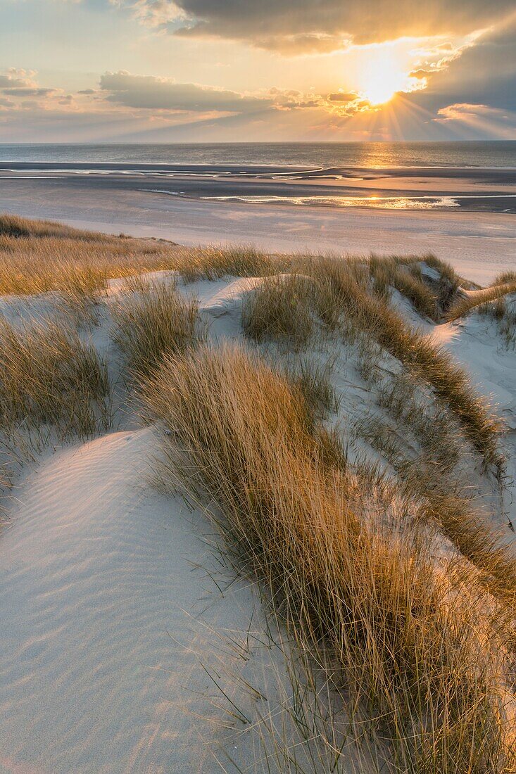 France, Somme, Picardy Coast, Fort-Mahon, the dunes of Marquenterre, between Fort-Mahon and the Bay of Authie, the white dunes covered with oyats to stabilize them