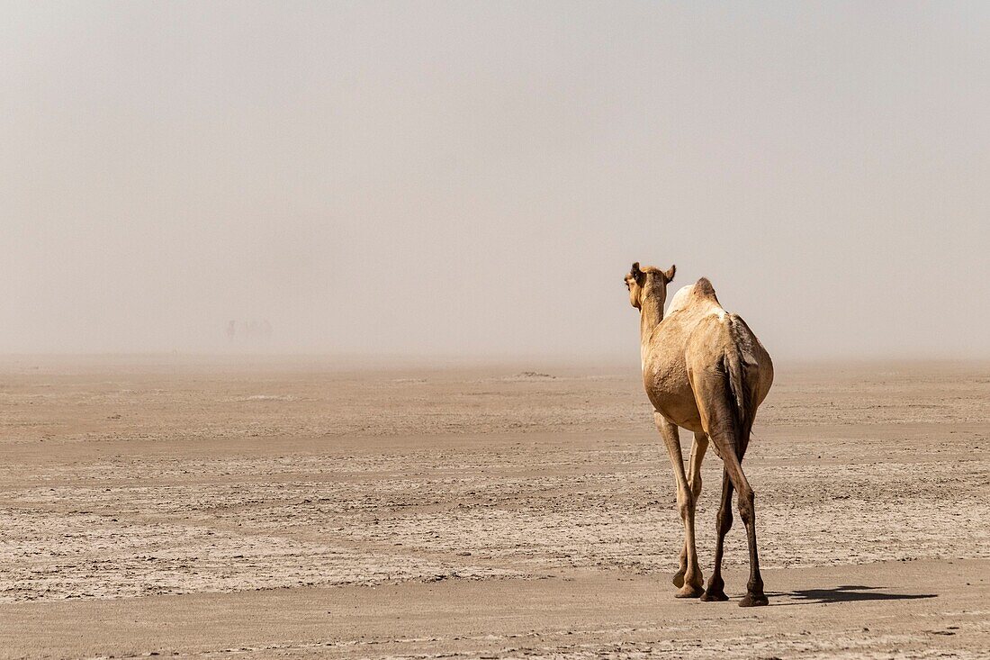 Ethiopia, Afar depression, at the bottom of Erta Ale volcano, dromadery