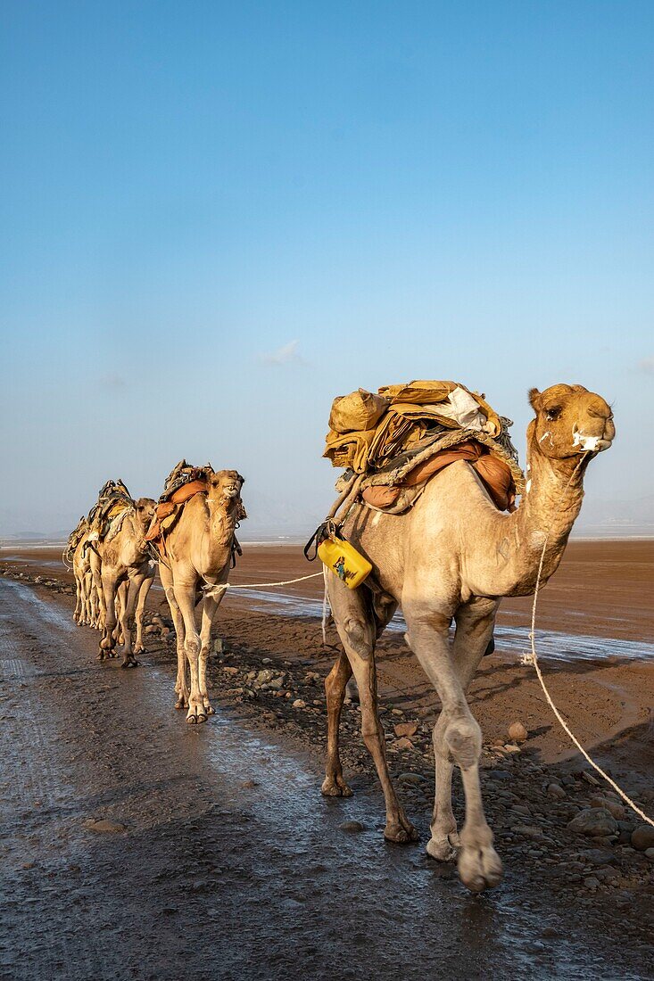 Ethiopia, Afar regional state, Danakil depression, lake Karoum, salt caravan