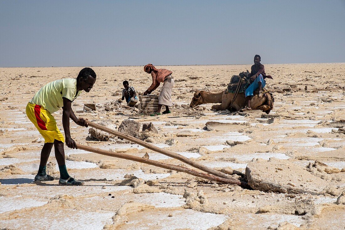 Ethiopia, Afar regional state, Danakil depression, lake Karoum, salt minors