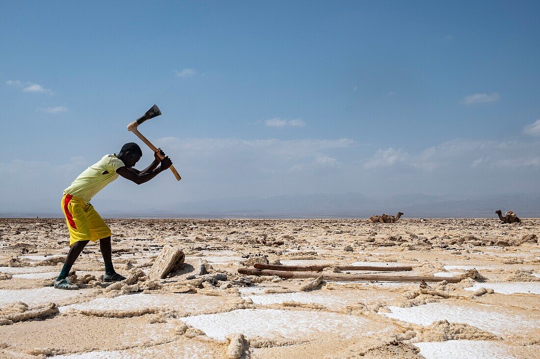 Ethiopia, Afar regional state, Danakil depression, lake Karoum, salt minor