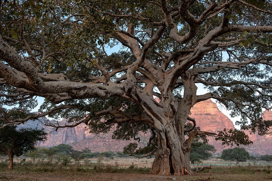 Ethiopia, Tigray regional state, Gheralta range, old fig tree