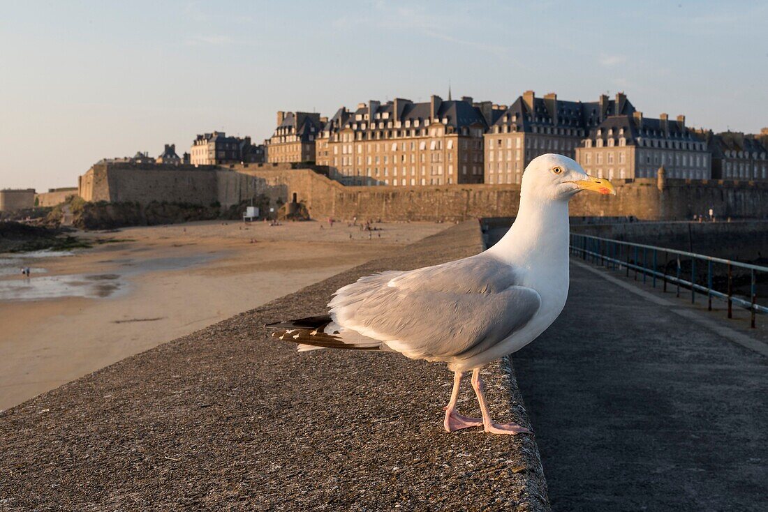 Frankreich, Ille et Vilaine, Saint Malo, Mole-Strand, Stadtmauer und Festung bei Sonnenuntergang, Heringsmöwe (Larus argentatus)