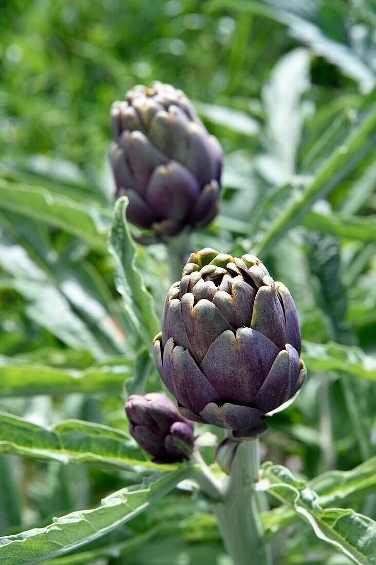 Italy, Sicily, Aeolian Islands, Salina Island, artichoke in a field