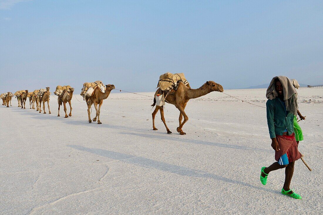 Ethiopia, Danakil depression, An Afar shepherd guides its camels transporting salt bricks extracted from lake Karum