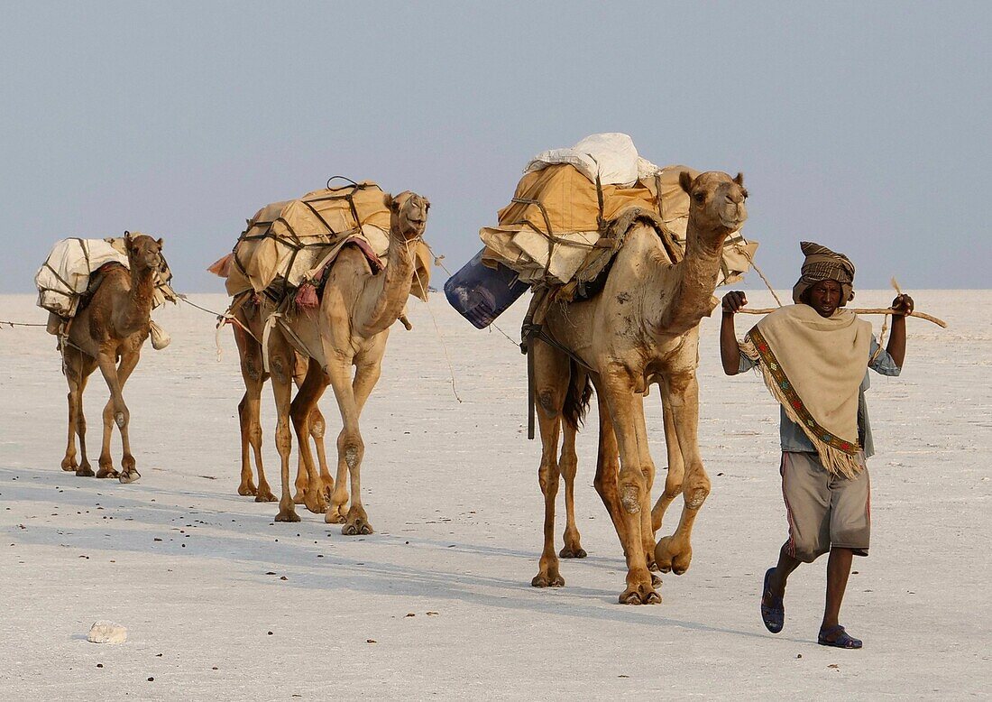 Ethiopia, Danakil depression, An Afar shepherd guides its camels transporting salt bricks extracted from lake Karum