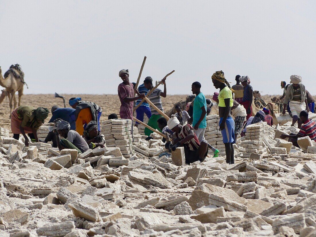 Ethiopia, Danakil depression, Afar miners extracting salt bricks from lake Karum