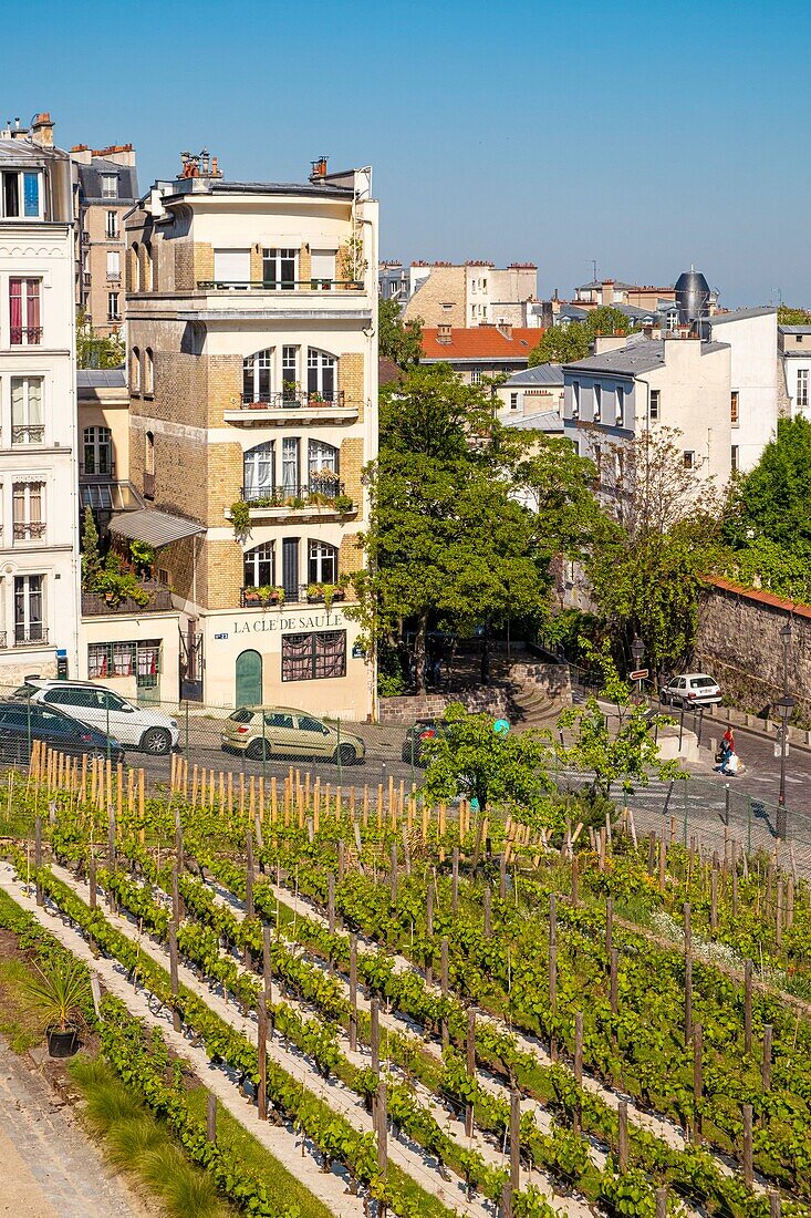 France, Paris, the vineyards of Montmartre