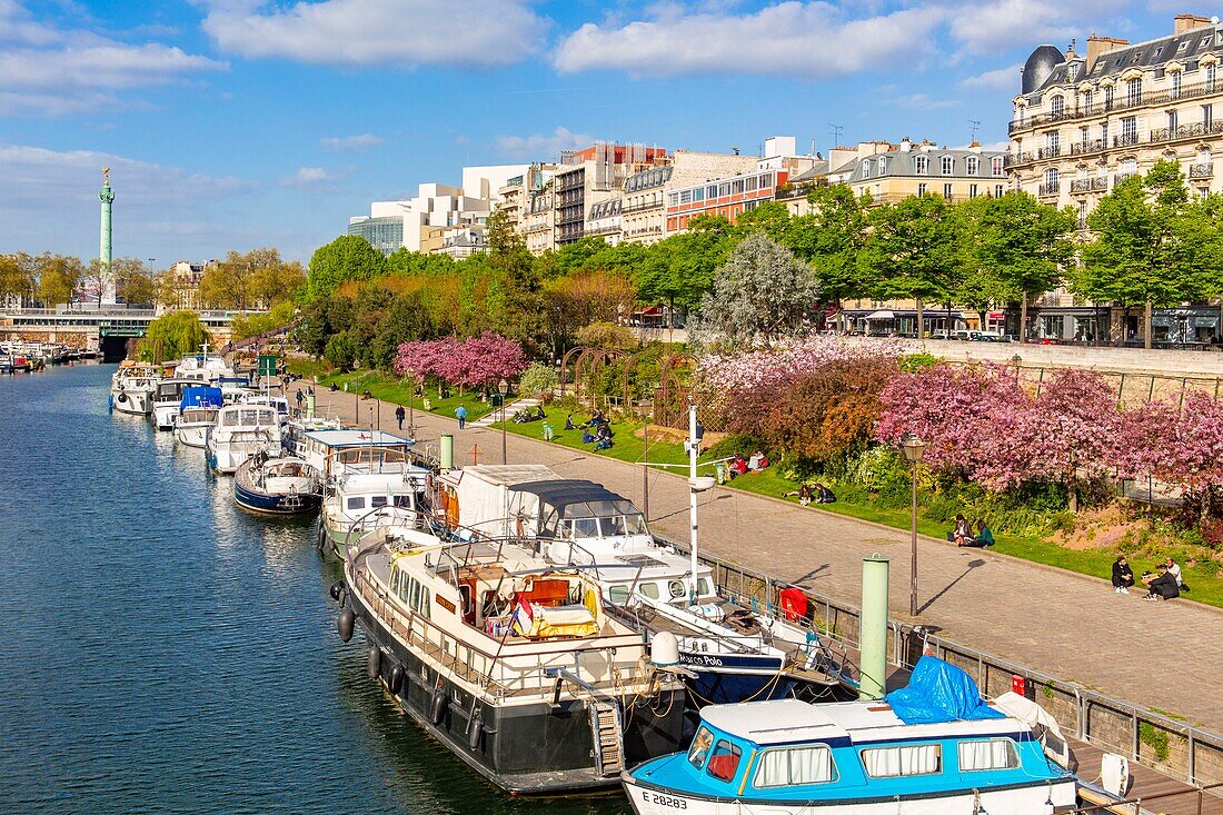 Frankreich, Paris, Bastille, Kirschblüten (Prunus serrulata) und der Hafen von Arsenal im Frühling