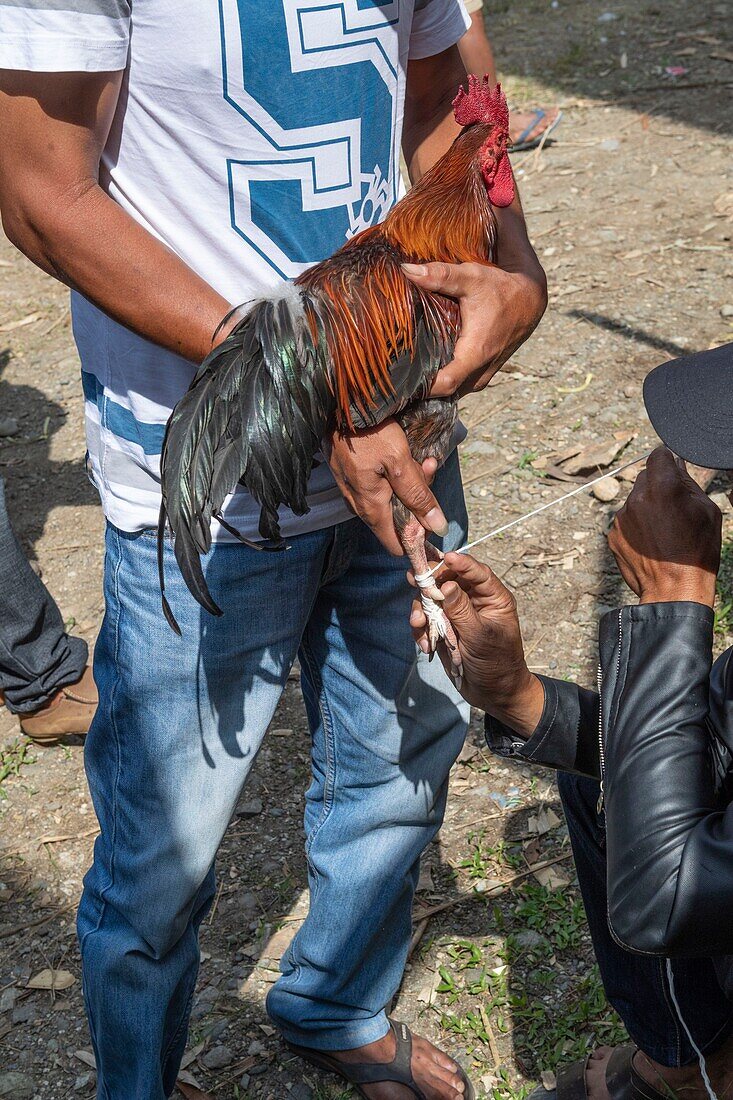 Indonesia, Sulawesi island, Toraja country, Tana Toraja, Rantepao area, preparing a rooster before a fight