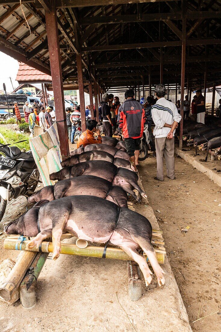 Indonesia, Sulawesi island, Toraja country, Tana Toraja, Tana Toraja, Rantepao, pig market