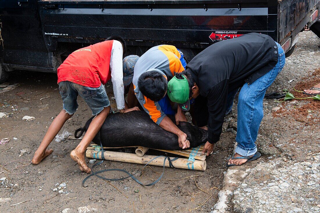 Indonesia, Sulawesi island, Toraja country, Tana Toraja, Tana Toraja, Rantepao, pig market