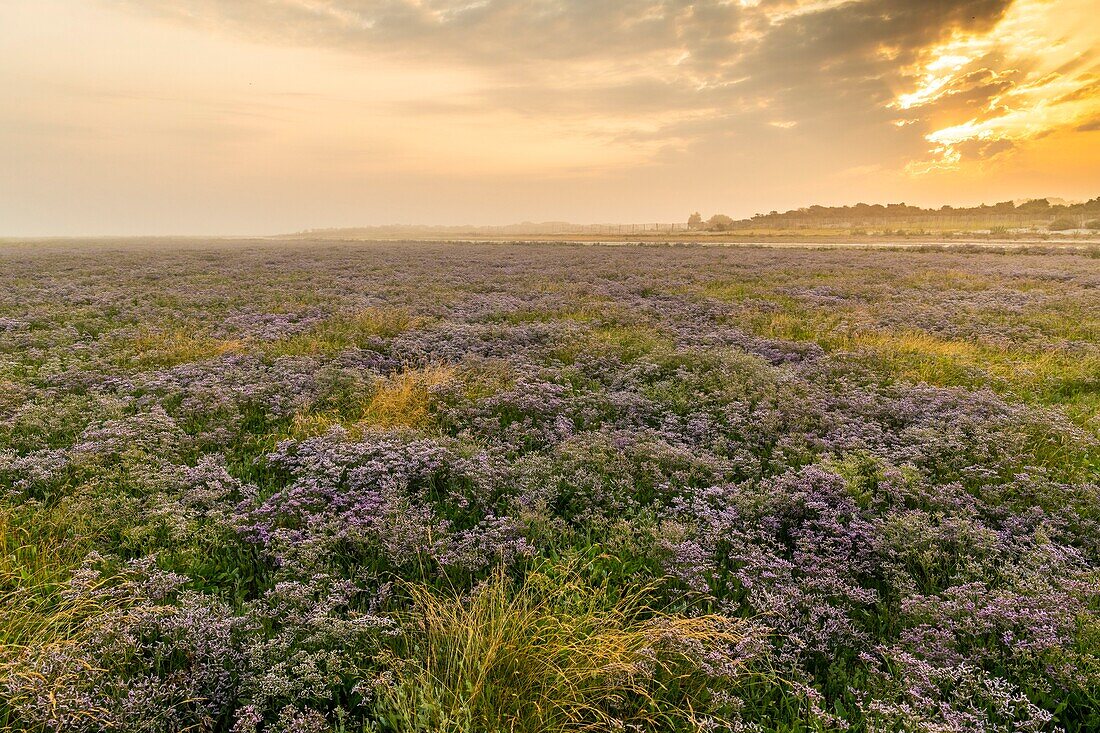 Frankreich, Somme, Somme-Bucht, Naturschutzgebiet der Somme-Bucht, Le Crotoy, Strände der Maye, Die Mollières der Somme-Bucht mit blühendem Fliedermeer am frühen Morgen