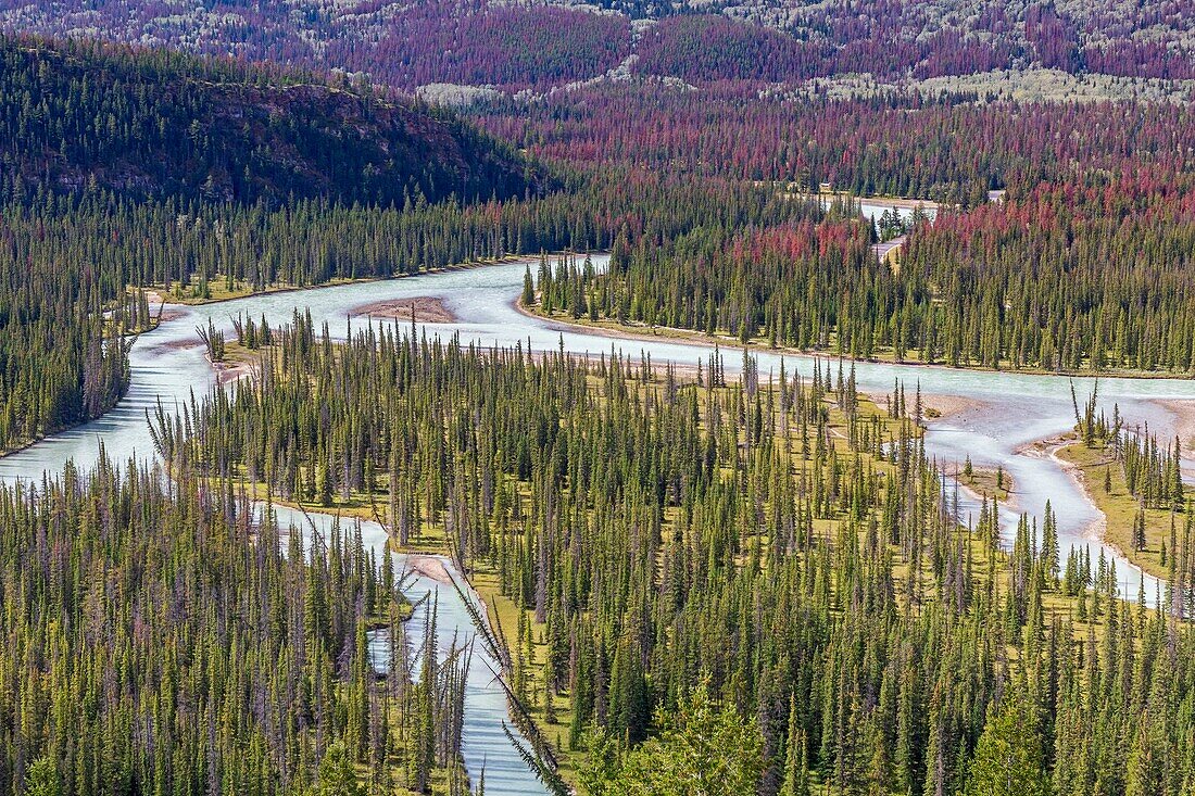 Kanada, Alberta, Kanadische Rocky Mountains, die zum UNESCO-Welterbe gehören, Jasper National Park, der Athabasca-Fluss in der Nähe der Stadt Jasper