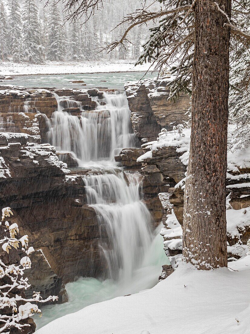 Kanada, Alberta, Kanadische Rocky Mountains, die zum UNESCO-Weltnaturerbe gehören, Jasper National Park, Icefields Parkway, Athabasca Falls im Winter