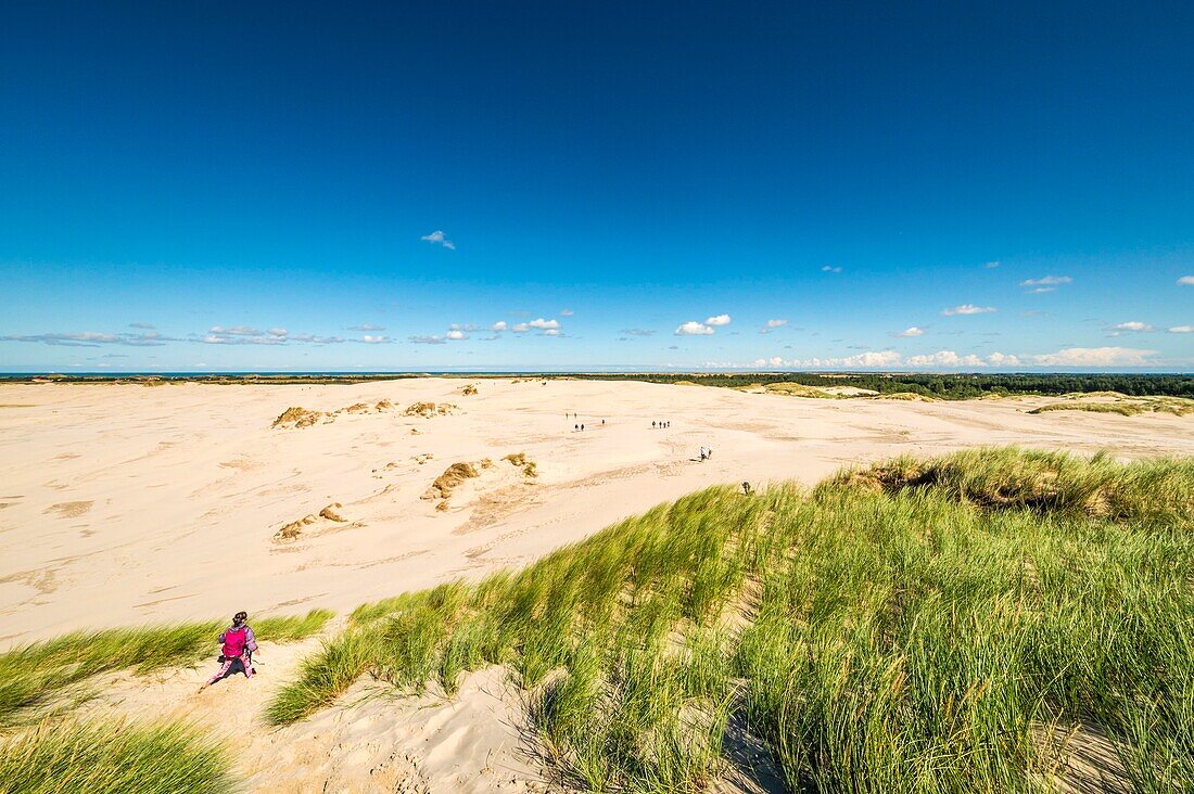 Dänemark, Nordjütland, Råbjerg Mile ist eine Wanderdüne zwischen Skagen und Frederikshavn, sie ist die größte Wanderdüne Nordeuropas mit einer Fläche von 1 km² und einer maximalen Höhe von 40 m. Die Düne wandert mit einer Geschwindigkeit von mehr als 15 m pro Jahr in Richtung Kattegat weiter nach Ost-Nordost