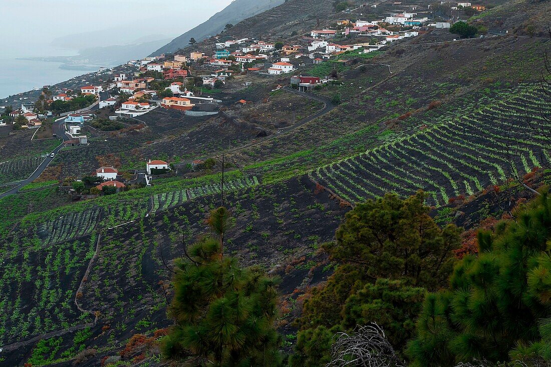 Spain, Canary Islands, La Palma, view of a village surrounded by vineyards on steep slopes by the sea