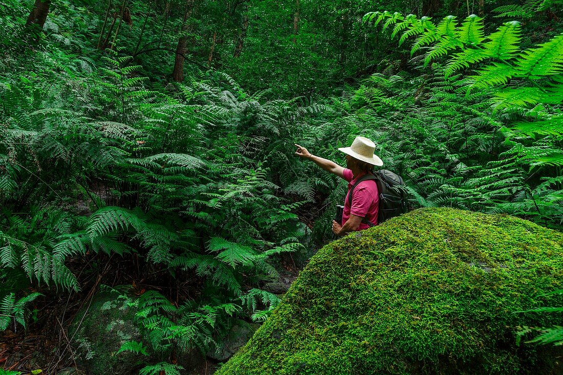 Spanien, Kanarische Inseln, La Palma, Tourist in einem Wald inmitten von tropischen Farnen