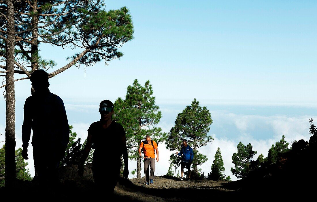 Spanien, Kanarische Inseln, La Palma, Wanderer auf einem Pfad in einem atlantischen Kiefernwald