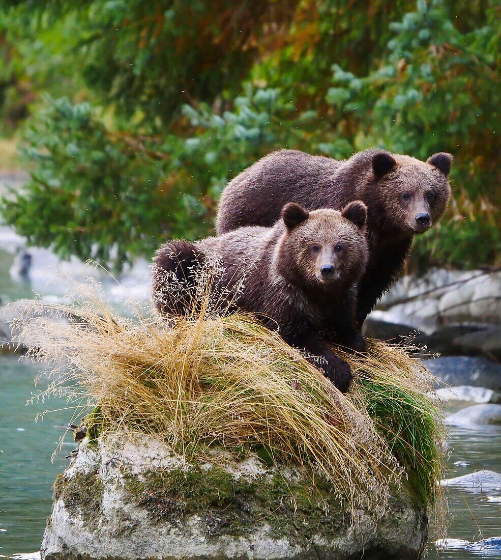 United States, Alaska, brown bear grizzly cubs o a rock in the Chillkoot river near Haines