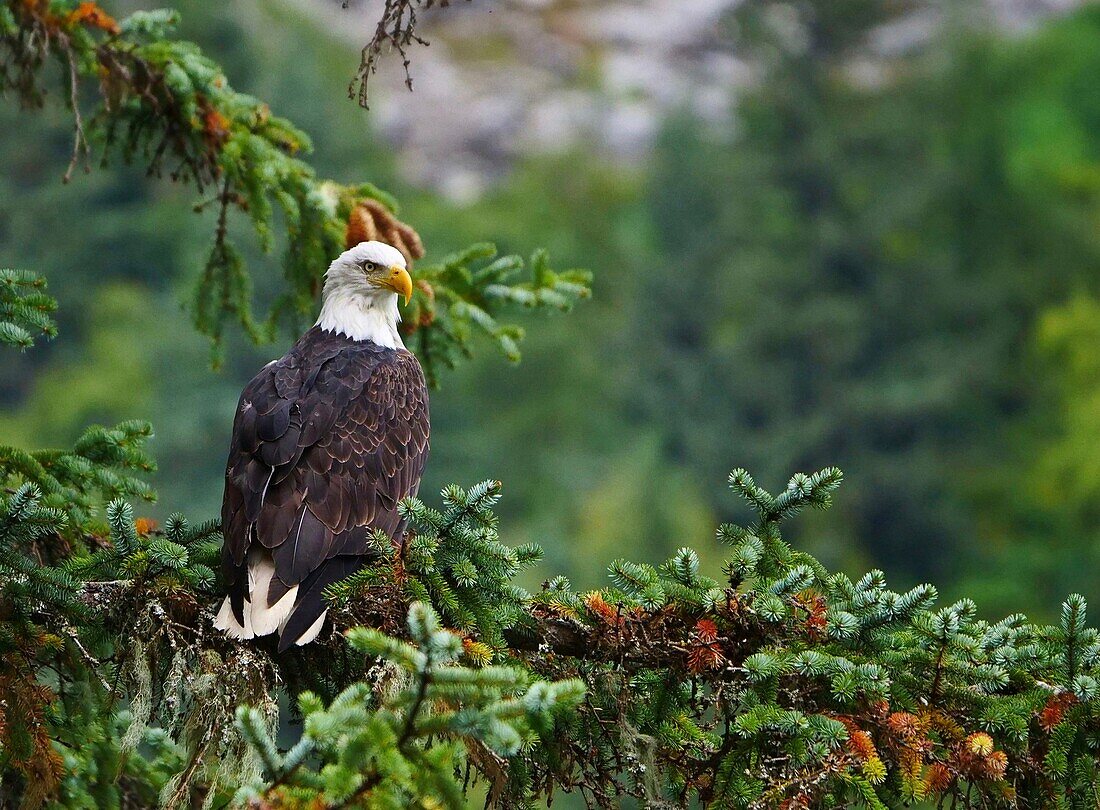 United States, Alaska, Chillkoot river near Haines, bald Eagle landed on a fir branch