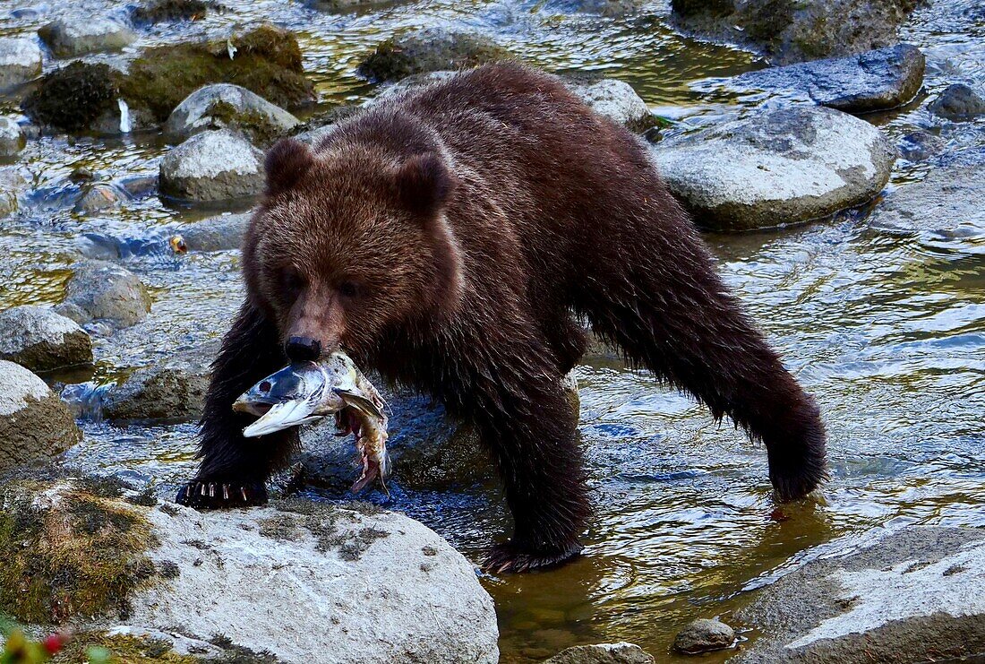 United States, Alaska, brown bear grizzly cub fishing in the Chillkoot river near Haines during the salmon spawning season