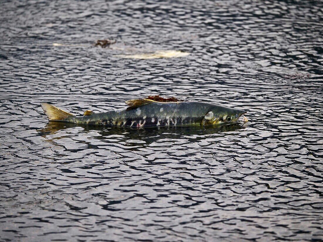 United States, Alaska, salmon spawning in a river of the Gulf of Valdez