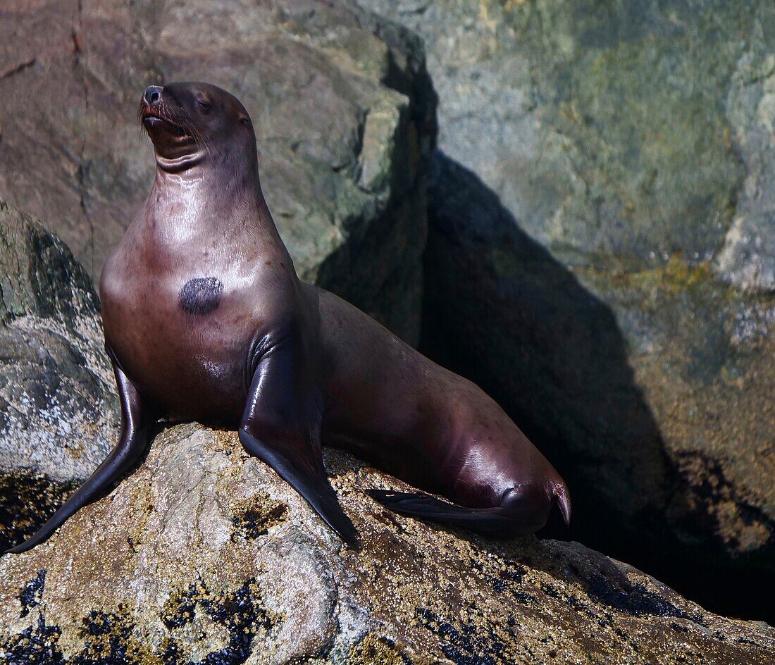 United States, Alaska, sea lion resting on a rock, Prince William's bay near Valdez