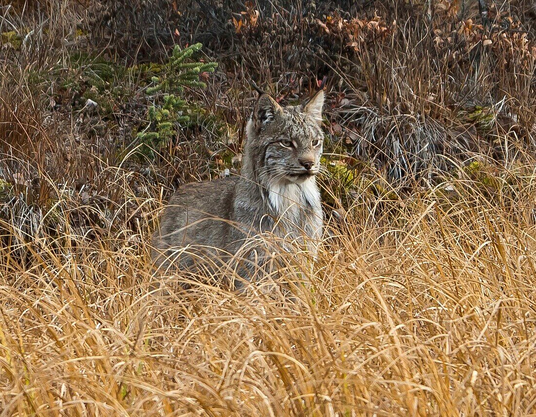 United States, Alaska, Denali National Park, lynx in tall grass