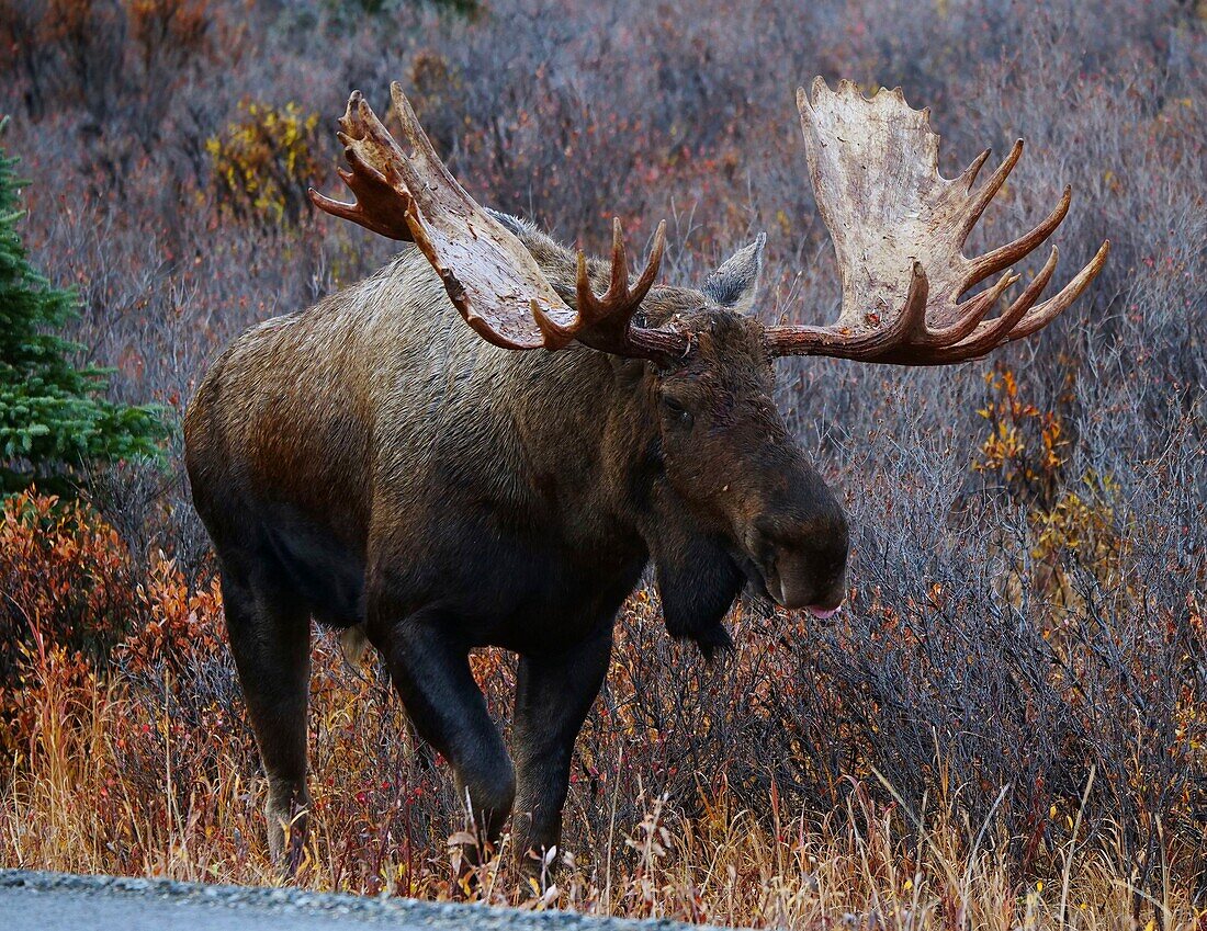 United States, Alaska, Denali National Park, close-up on a male moose