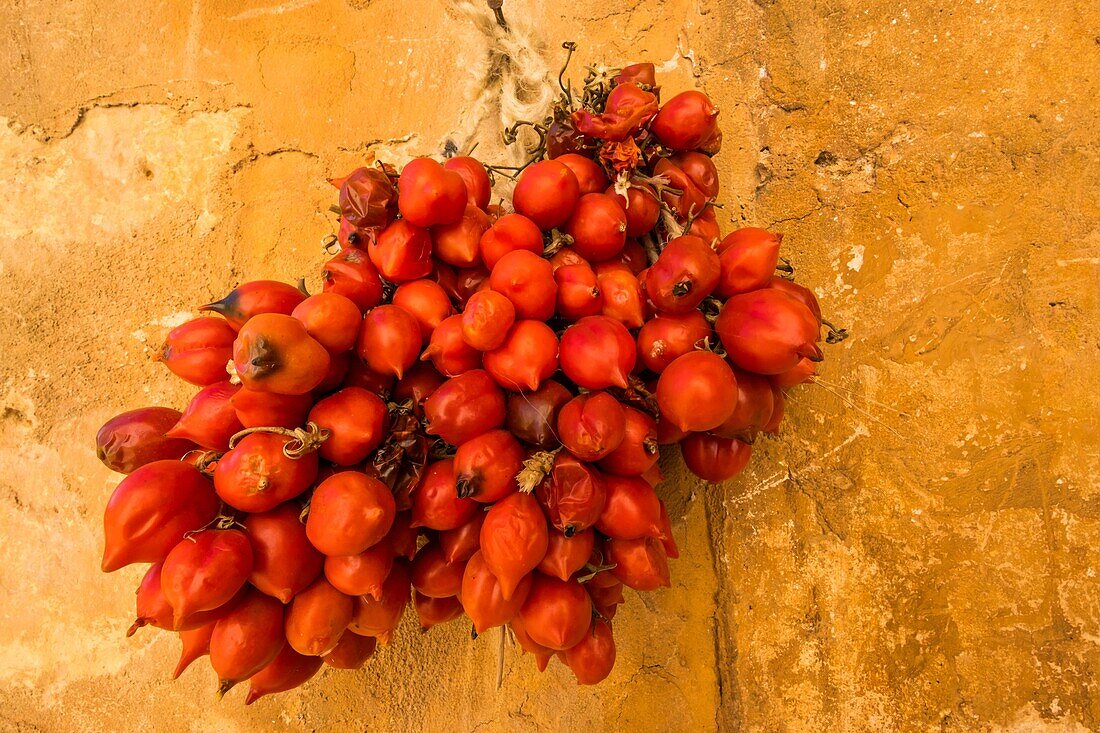 Italy, Sicily, Cornino, Scurati, Mangiapane cave, cave shepherdhouse and traditional farm, pear tomatoes