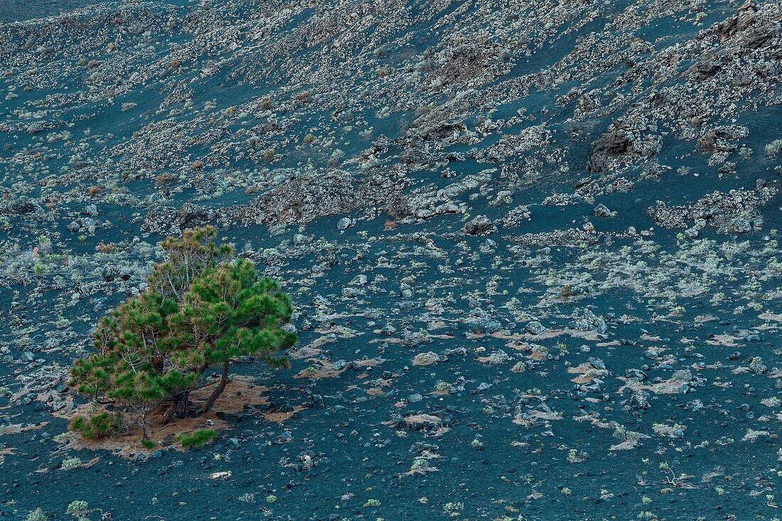 Spain, Canary Islands, La Palma, vegetal and mineral textures of a volcanic island at sunrise