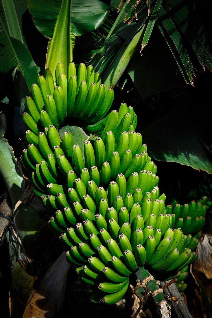 Spanien, Kanarische Inseln, La Palma, grüne Banane