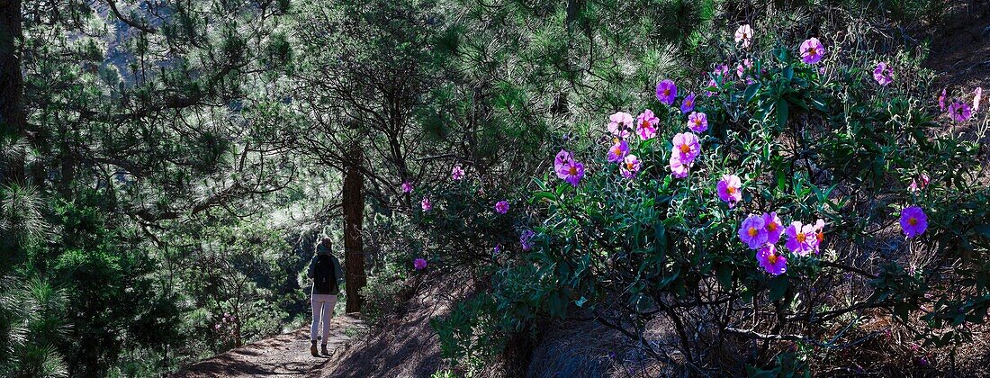 DOUBLON , Europa, Spanien, Kanaren, La Palma, Wanderer auf einem Wanderweg in üppigem Grün in einer bergigen und vulkanischen Umgebung