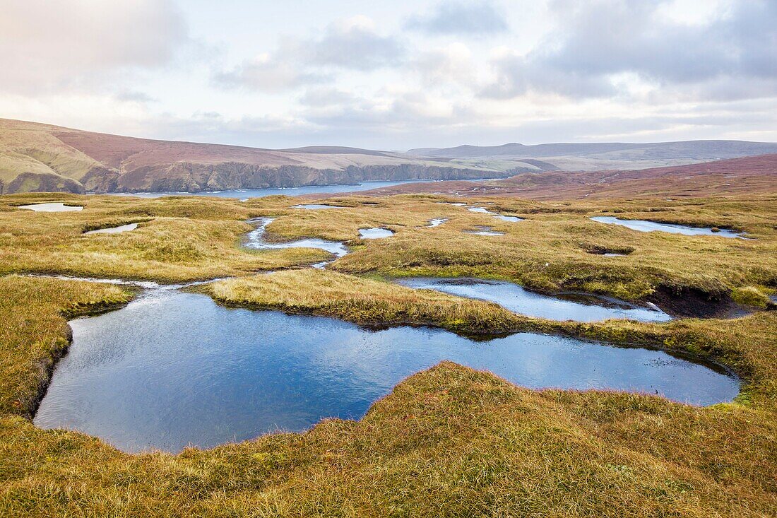 United Kingdom, Scotland, Shetland Islands, Unst island, Hermaness National Nature Reserve, soil made of peat and saturatd with water