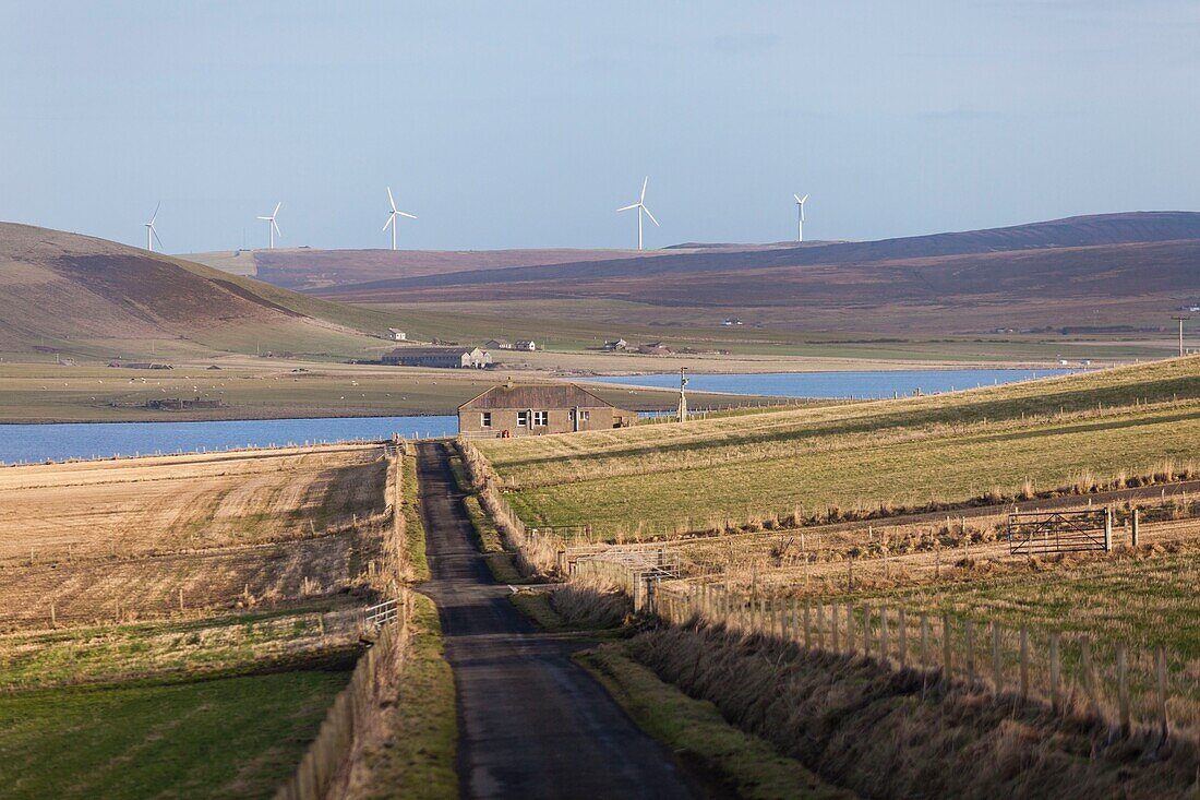 Vereinigtes Königreich, Schottland, Orkney-Inseln, Festland, Birsay Bay, Landstraße und Weiden