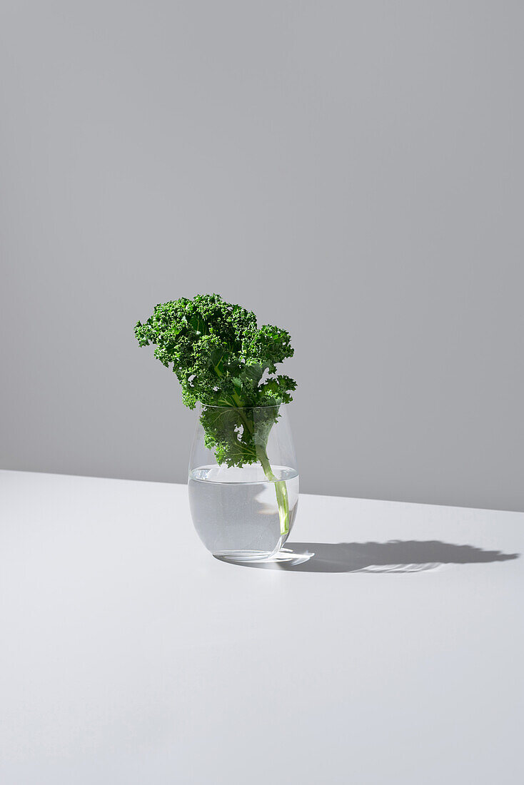 Ein leuchtend grünes Grünkohlblatt in einem durchsichtigen, mit Wasser gefüllten Glas, vor einem weißen Hintergrund mit einem weichen Schatten