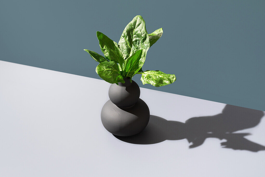 Fresh spinach leaves organically rise from a modern black vase, contrasting against a soothing green background with a minimalist aesthetic.