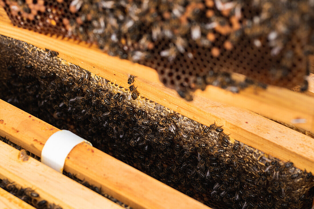 Nahaufnahme von vielen Bienen, die sich an einem sonnigen Tag in einem hölzernen Bienenstock versammeln, von oben